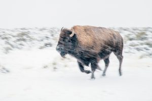 Bison walking through a snowy landscape with wind-blown snow around it in a wintry scene