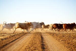 Herd of cattle running across a dusty dirt road under a clear sky.