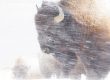 Bison standing in blowing snow, close-up view of its dark face and horn in a snowy field.