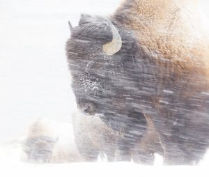 Bison standing in blowing snow, close-up view of its dark face and horn in a snowy field.