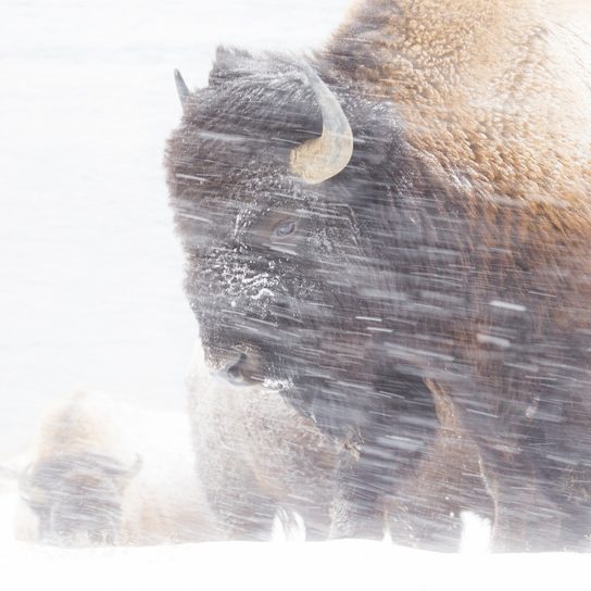 Bison in snowstorm Bison standing in blowing snow, close-up view of its dark face and horn in a snowy field.