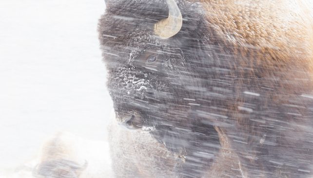 Bison standing in blowing snow, close-up view of its dark face and horn in a snowy field.