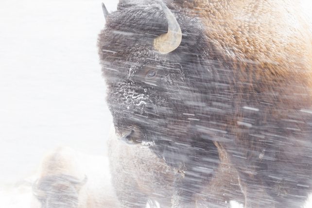 Bison standing in blowing snow, close-up view of its dark face and horn in a snowy field.