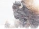 Bison standing in blowing snow, close-up view of its dark face and horn in a snowy field.